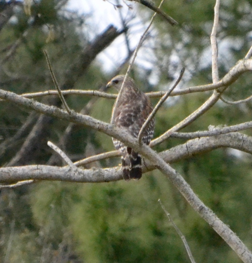 Red-shouldered Hawk - ML140869751