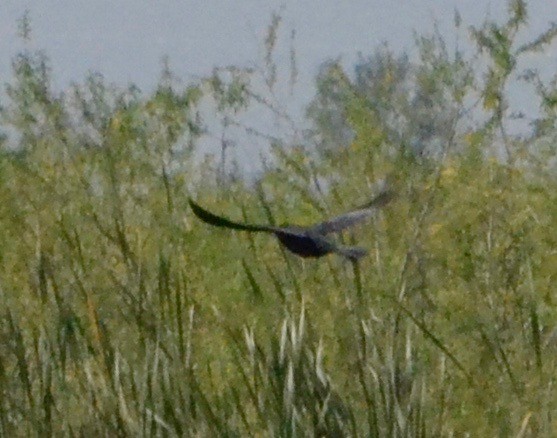 hawk sp. - Margaret Merar