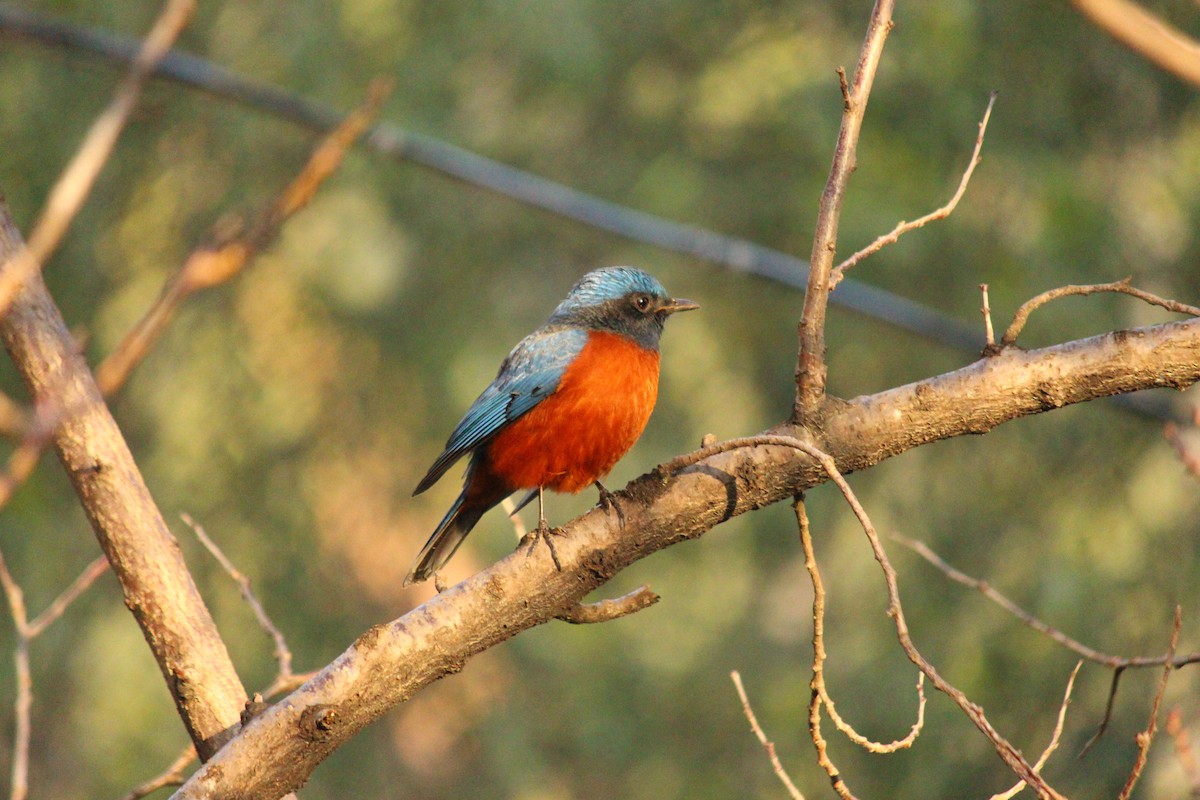 Chestnut-bellied Rock-Thrush - ML140869951