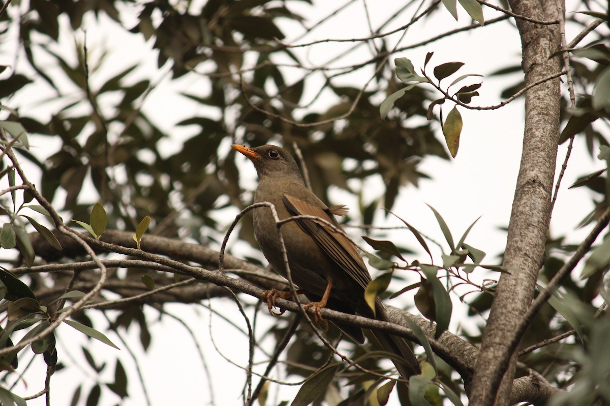 Gray-winged Blackbird - ML140869971