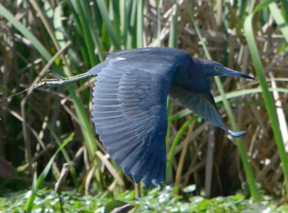 Little Blue Heron - ML140870021