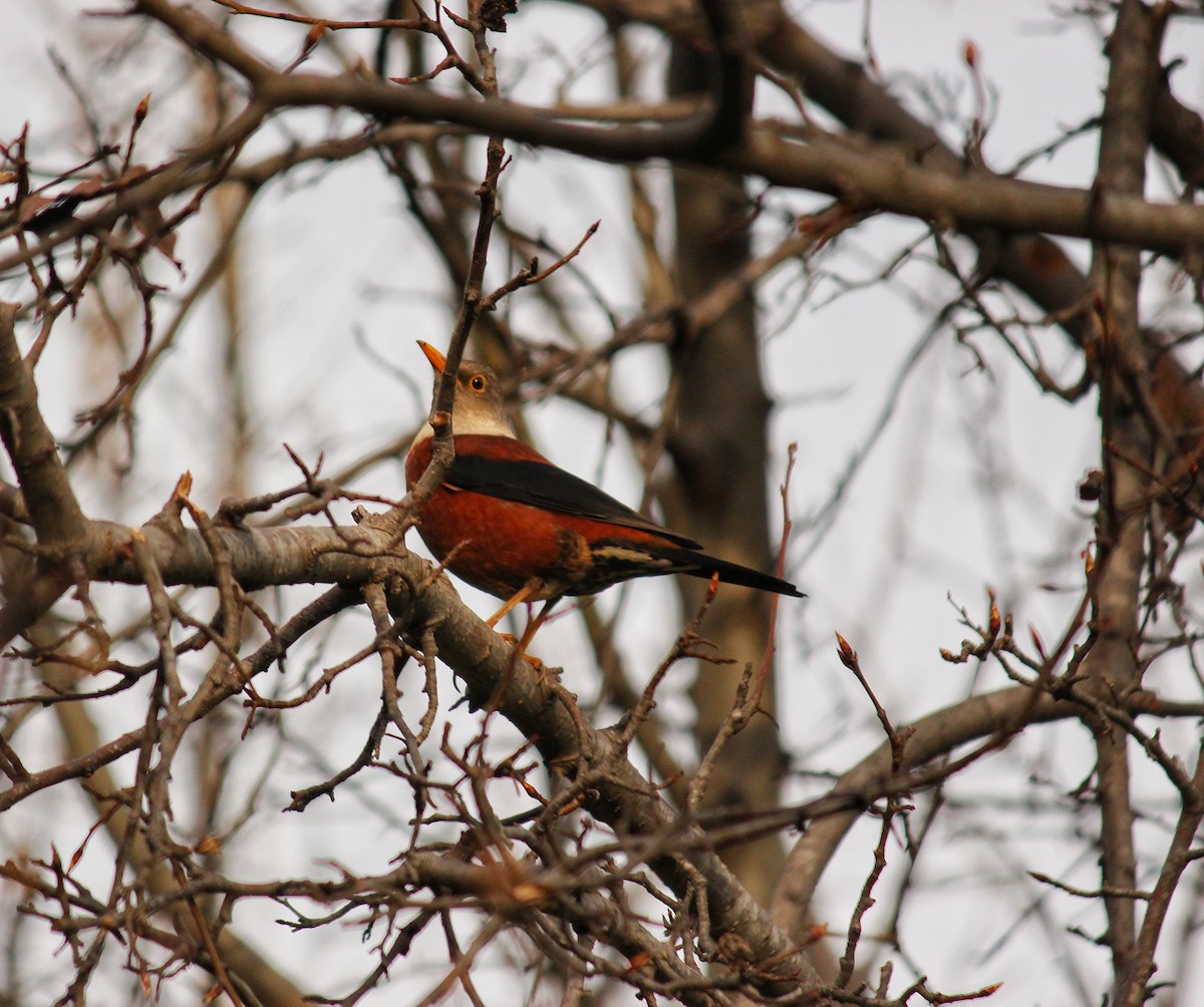 Chestnut Thrush - ML140870031