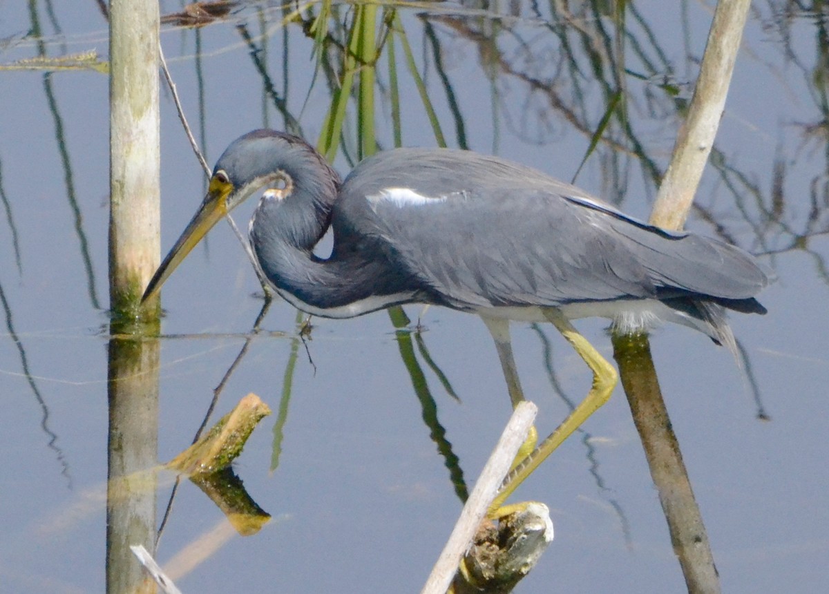 Tricolored Heron - ML140870041