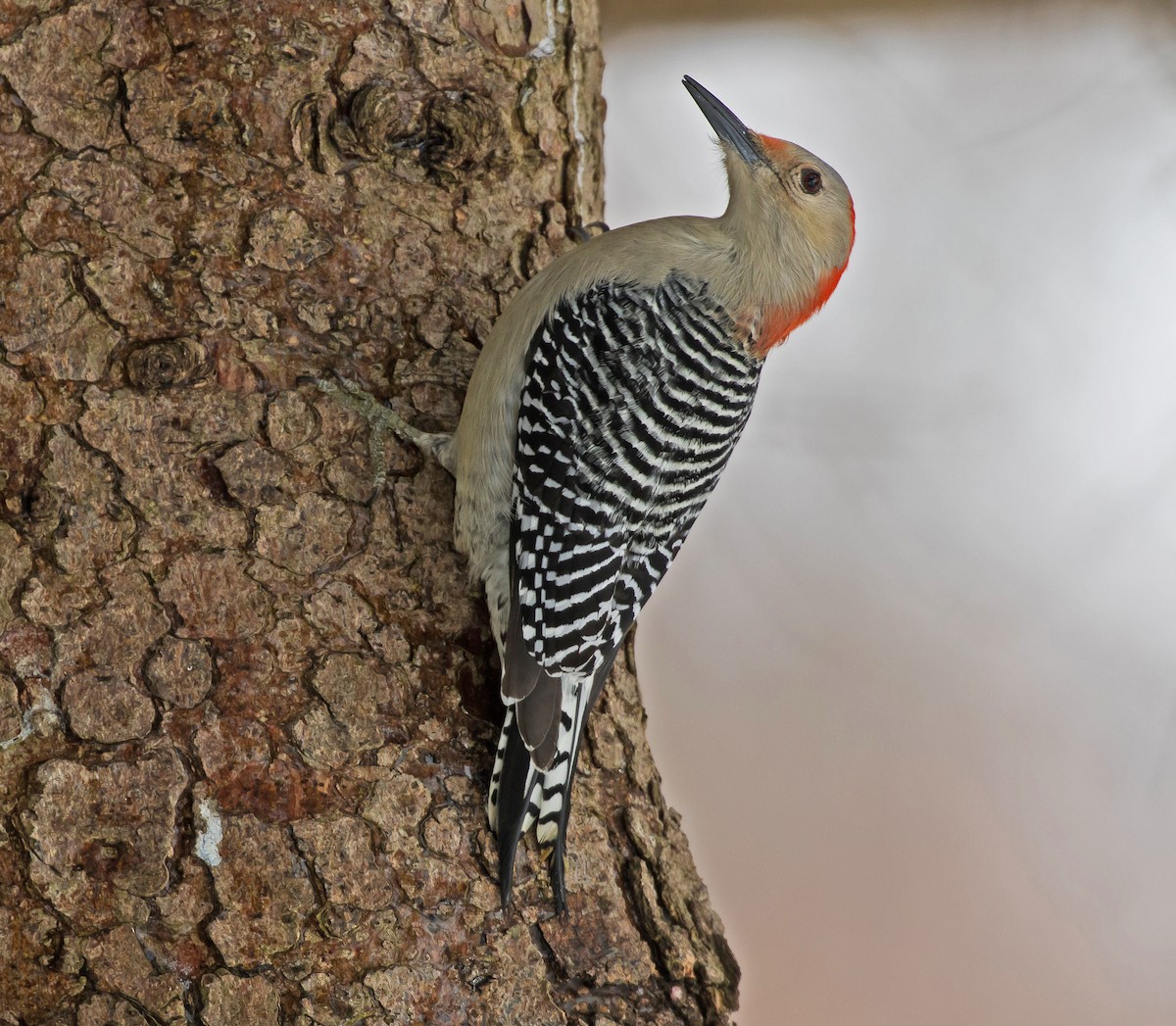 Red-bellied Woodpecker - Garry  Sadler