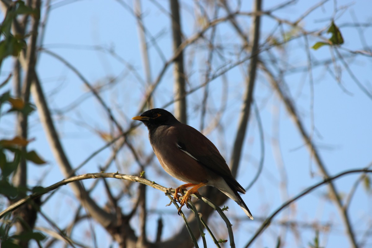 Common Myna - ML140870231