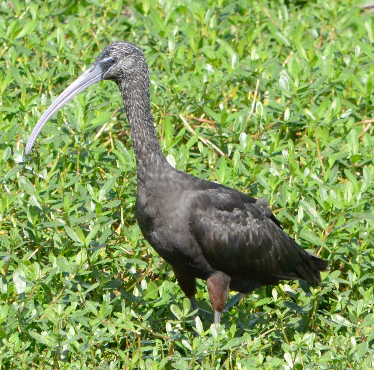 ibis hnědý - ML140870241