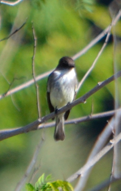 Eastern Phoebe - ML140870541