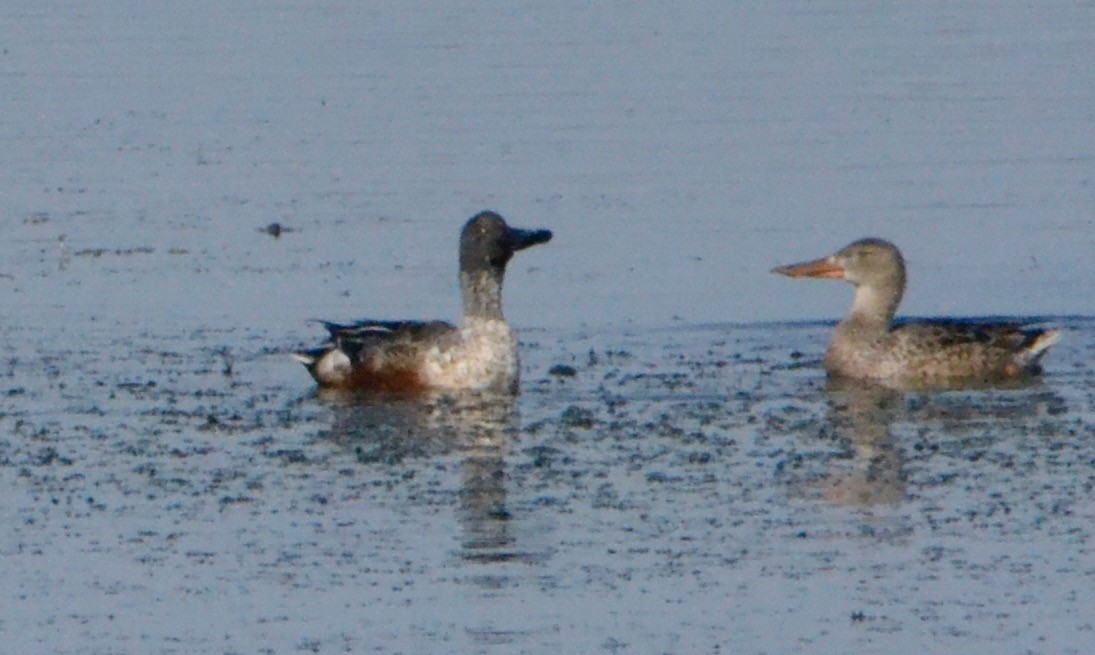 Northern Shoveler - ML140870711