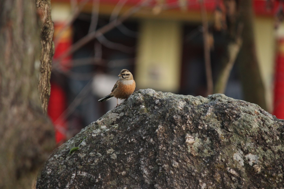 Rock Bunting - ML140870741