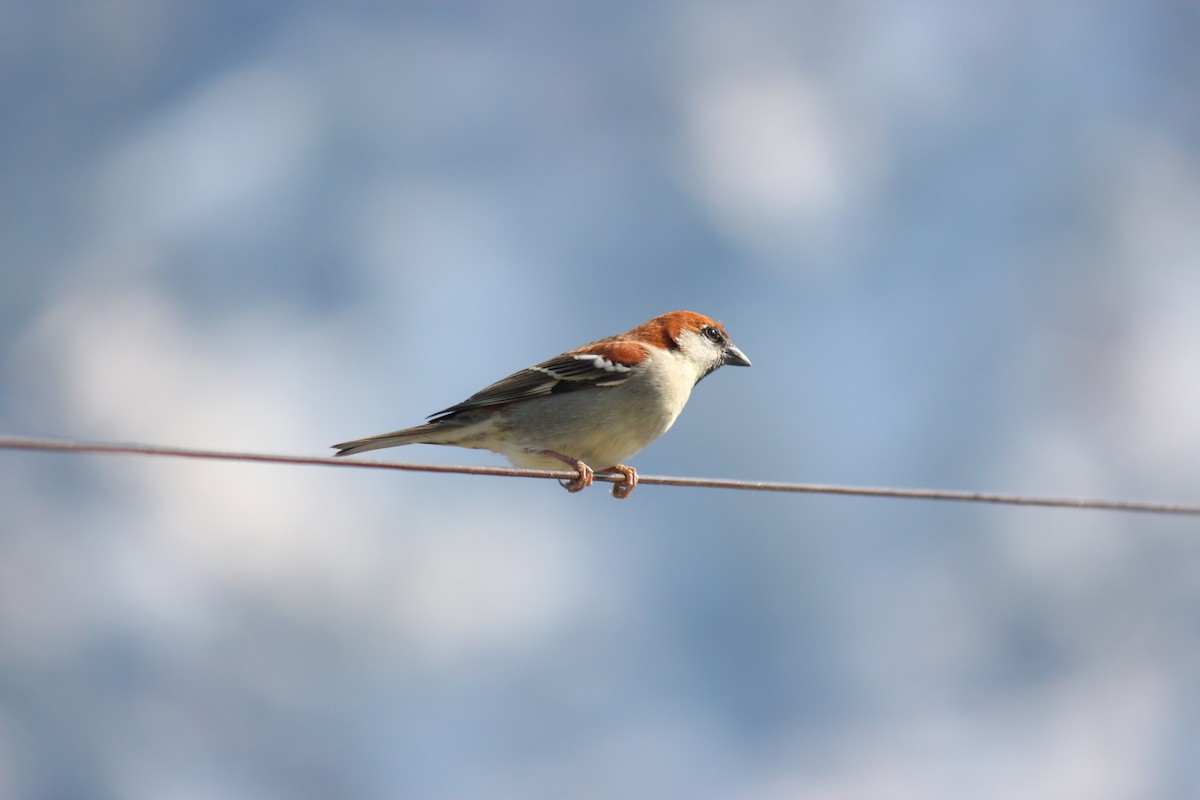 Russet Sparrow - ML140870831