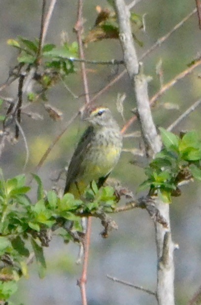 Palm Warbler - ML140870941