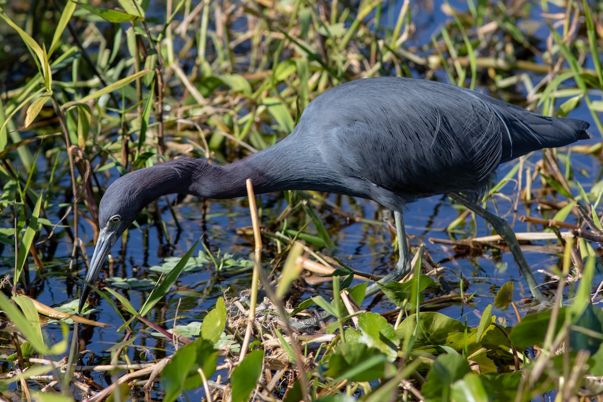 Little Blue Heron - ML140871491