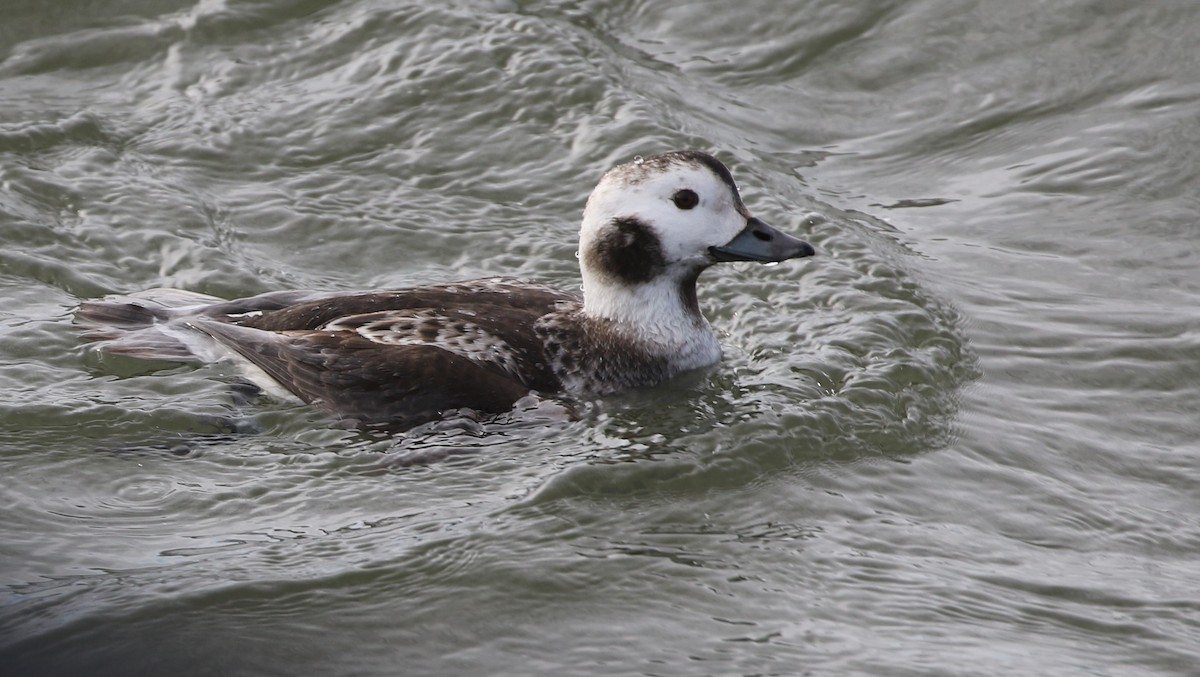 Long-tailed Duck - Don Burggraf