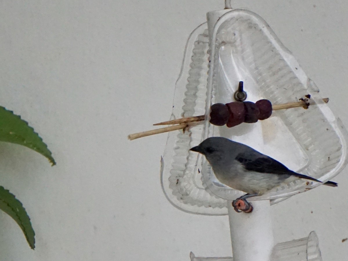 Plain-colored Tanager - Julia De La Fuente Caussin