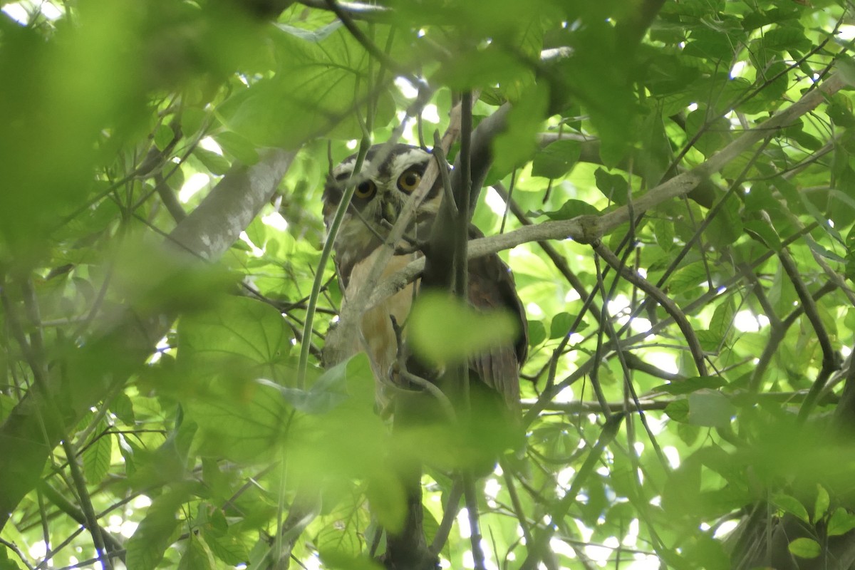 Spectacled Owl - ML140874031