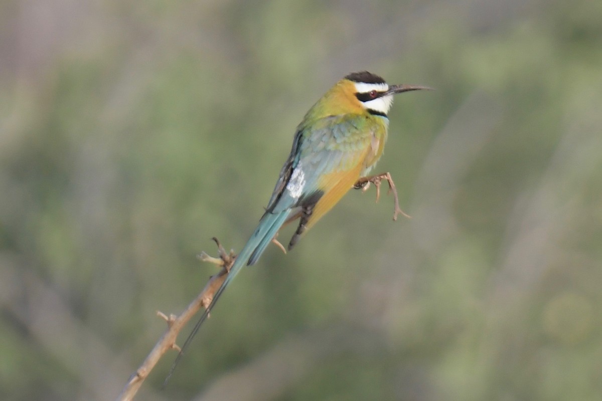 White-throated Bee-eater - ML140874091