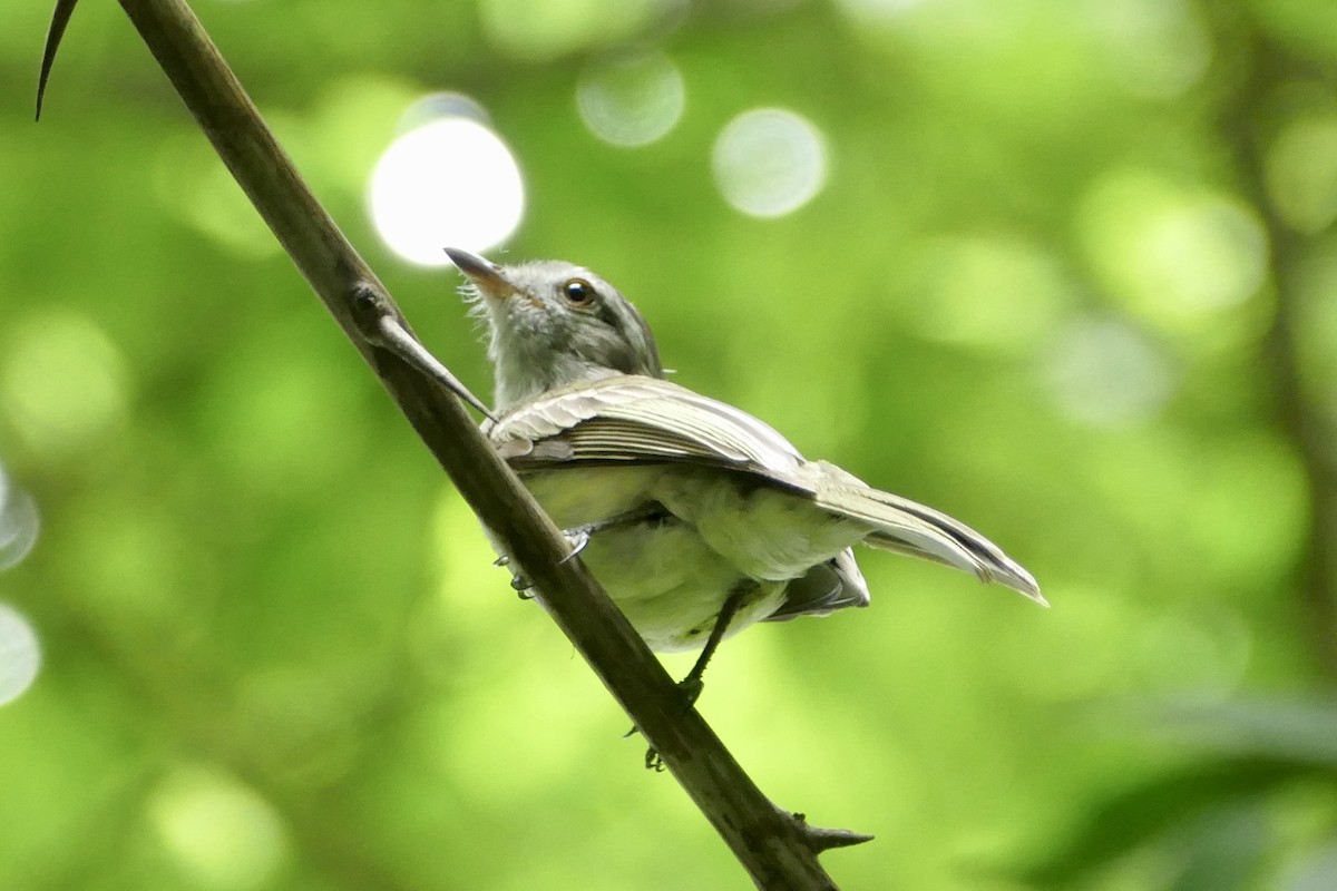 Pacific Elaenia - ML140874251