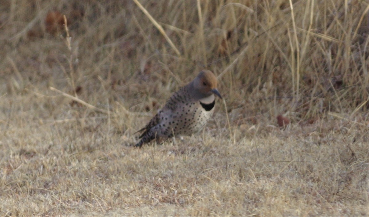 Northern Flicker - ML140874591