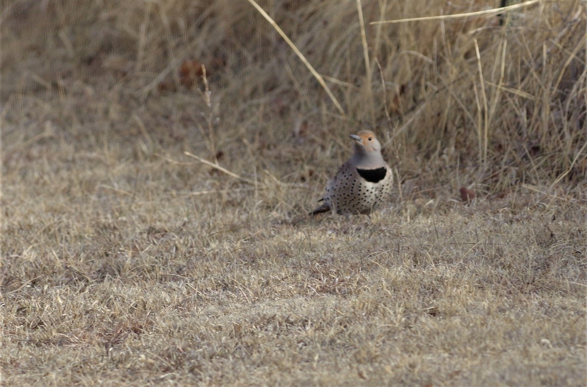 Northern Flicker - ML140874611