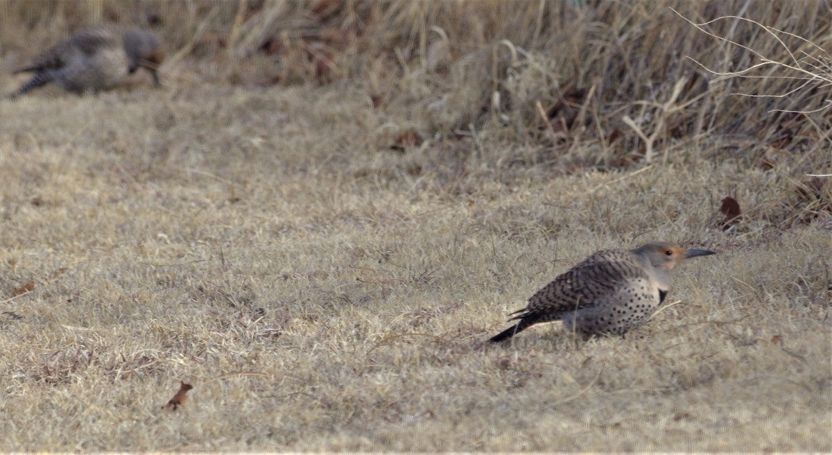 Northern Flicker - ML140874621