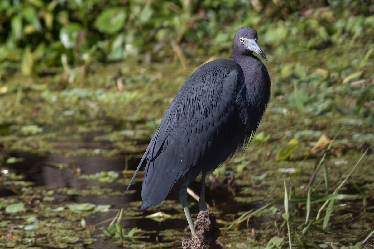 Little Blue Heron - Tom Blevins