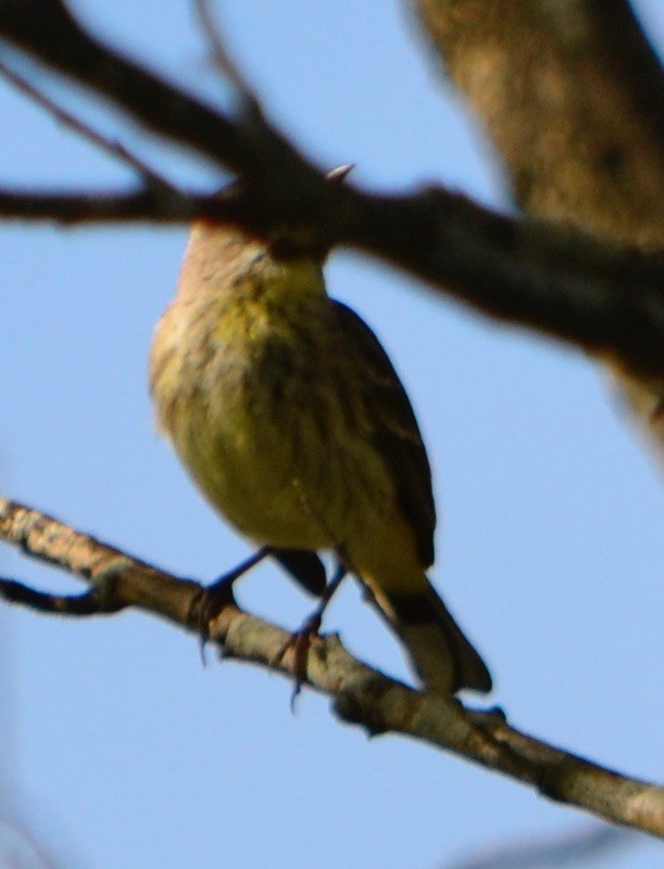 tanımsız Parulidae sp. - ML140874891