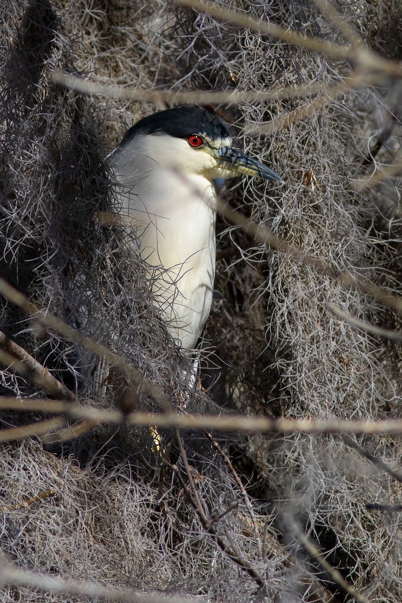 Black-crowned Night Heron - Tom Blevins