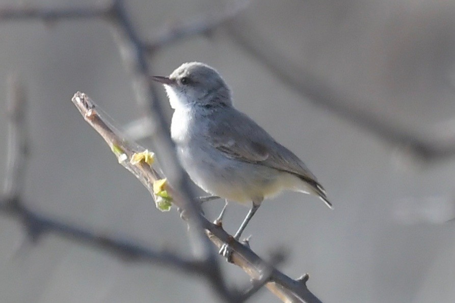 Eremomela Culigualda - ML140876021