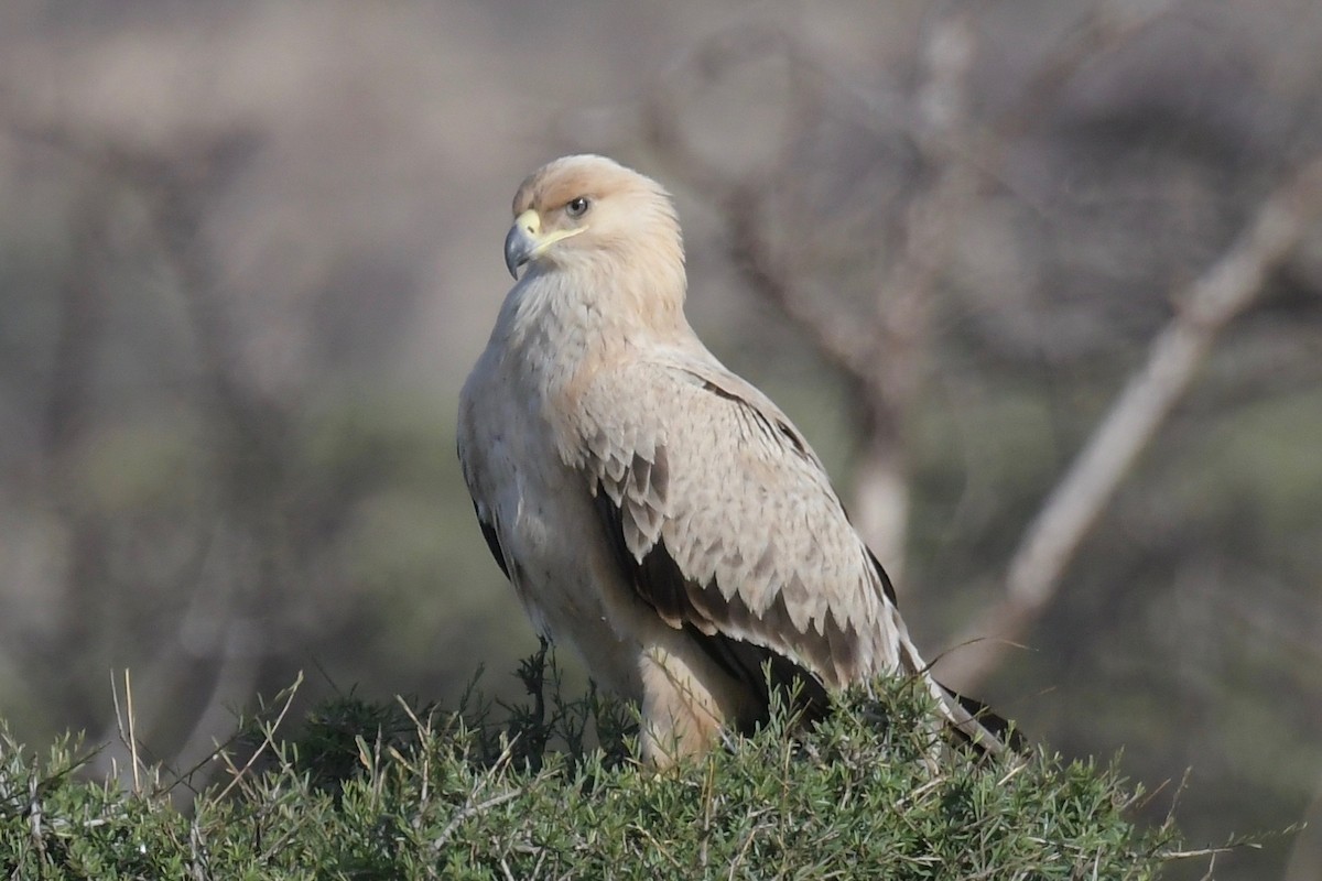 Tawny Eagle - Haynes Miller