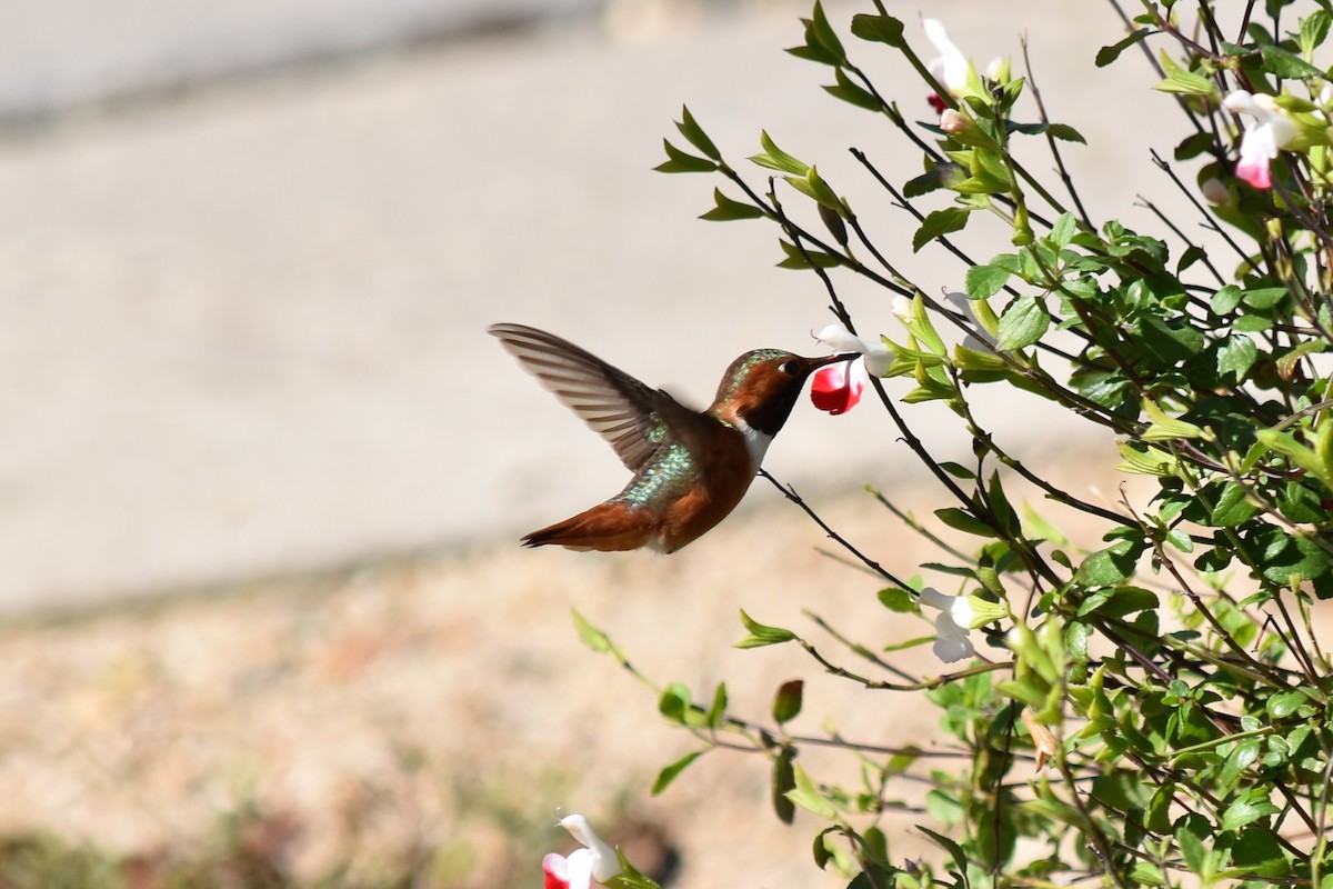 Allen's Hummingbird - ML140876521