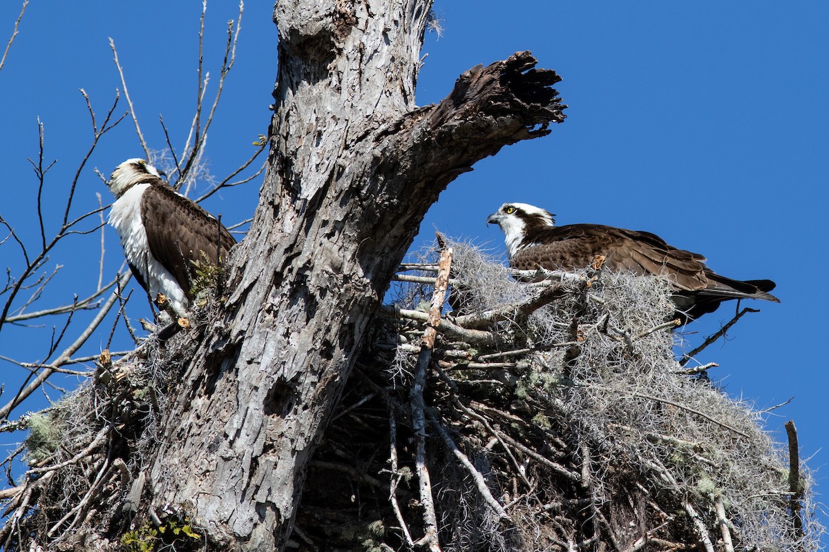 Osprey - ML140876551