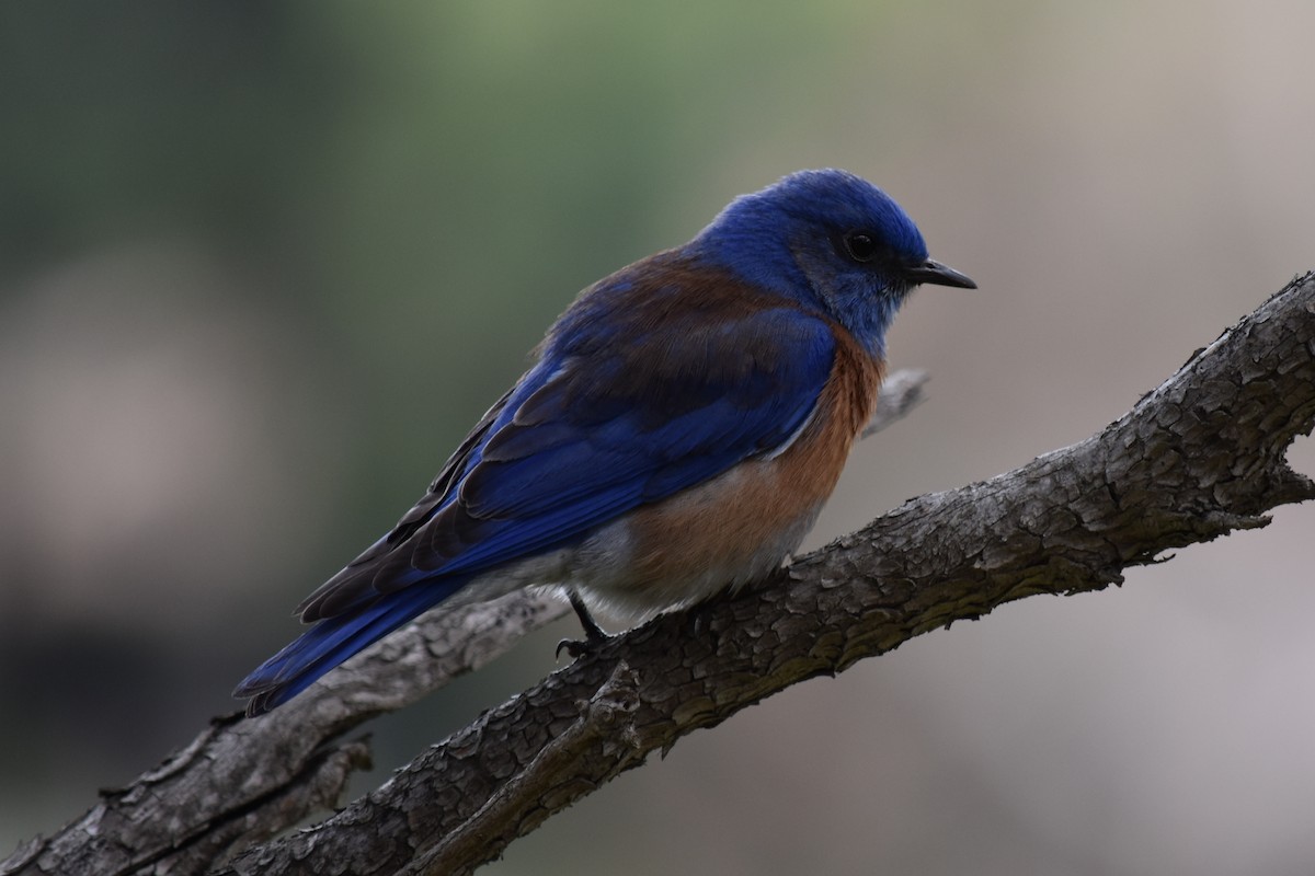 Western Bluebird - ML140876801