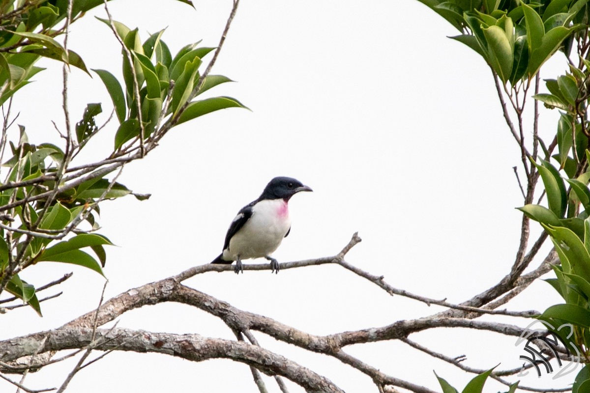 Purple-throated Cotinga - Kim McManus