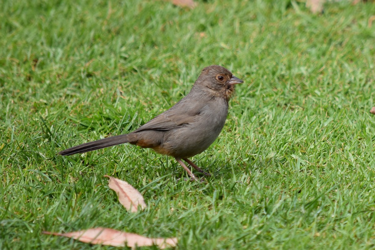 California Towhee - ML140877221