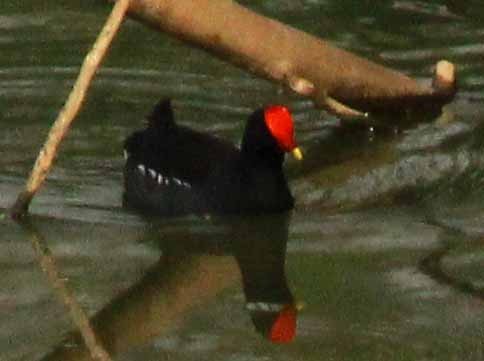 Gallinule poule-d'eau - ML140877381