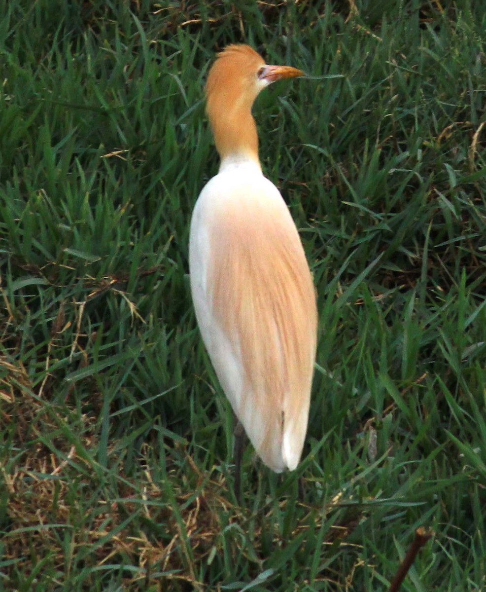 Eastern Cattle Egret - nizam k