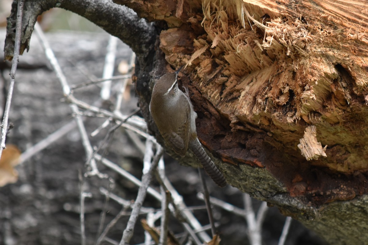 Bewick's Wren - ML140877611