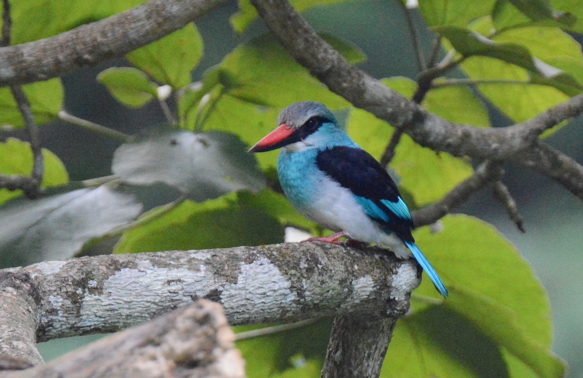 Martin-chasseur à poitrine bleue - ML140878031