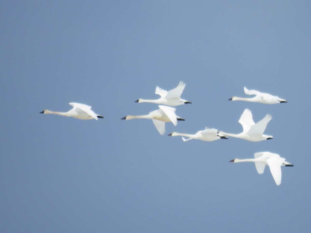 Tundra Swan (Whistling) - ML140878381