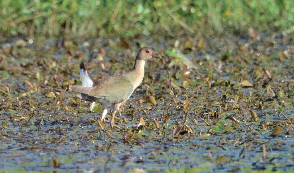 Purple Gallinule - Rod Lentz