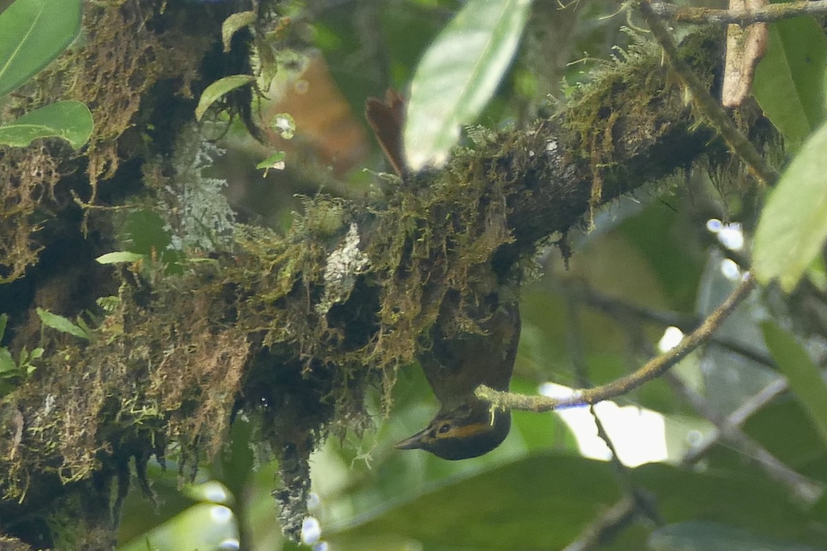 Scaly-throated Foliage-gleaner - ML140881551