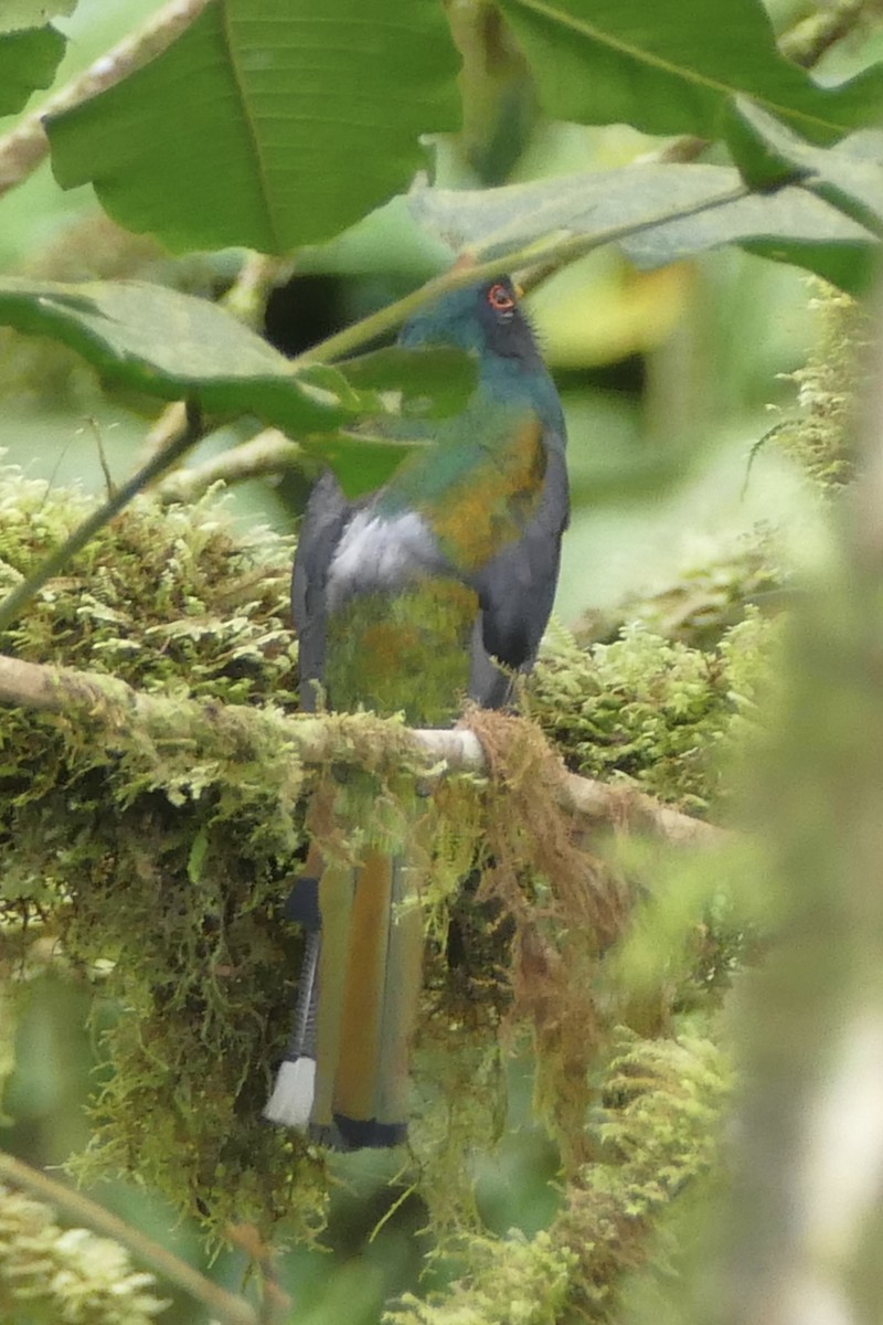 Collared Trogon - ML140881841