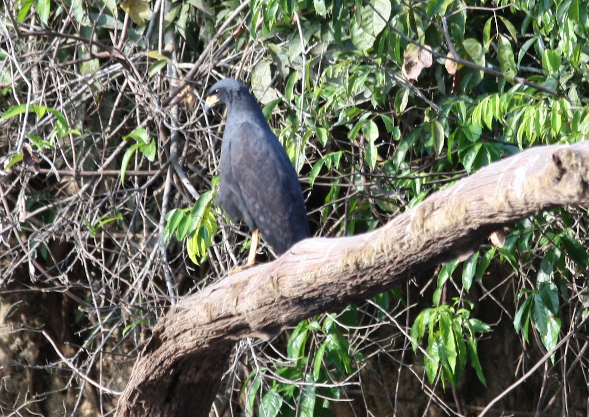 Great Black Hawk - ML140882261