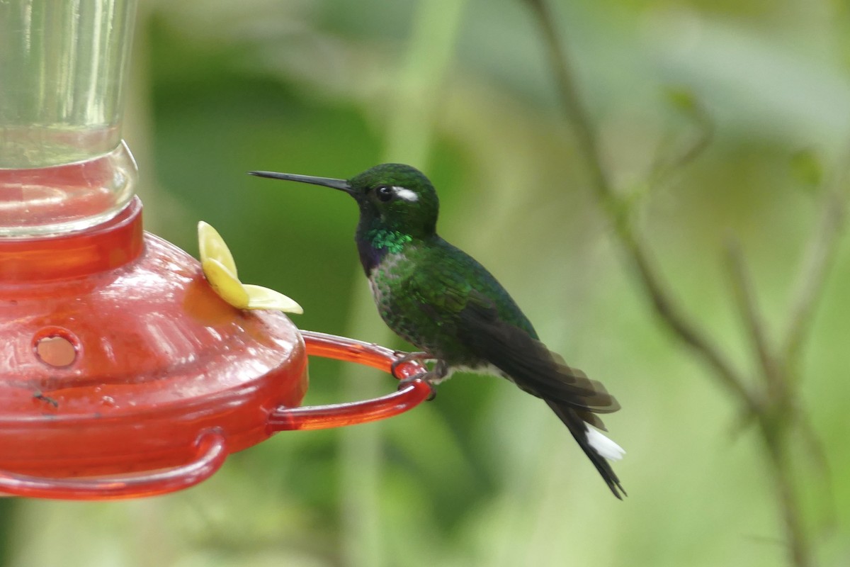 Purple-bibbed Whitetip - ML140882561