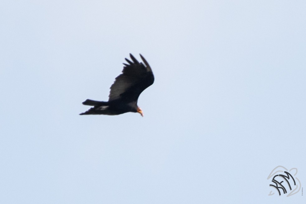 Greater Yellow-headed Vulture - ML140882611