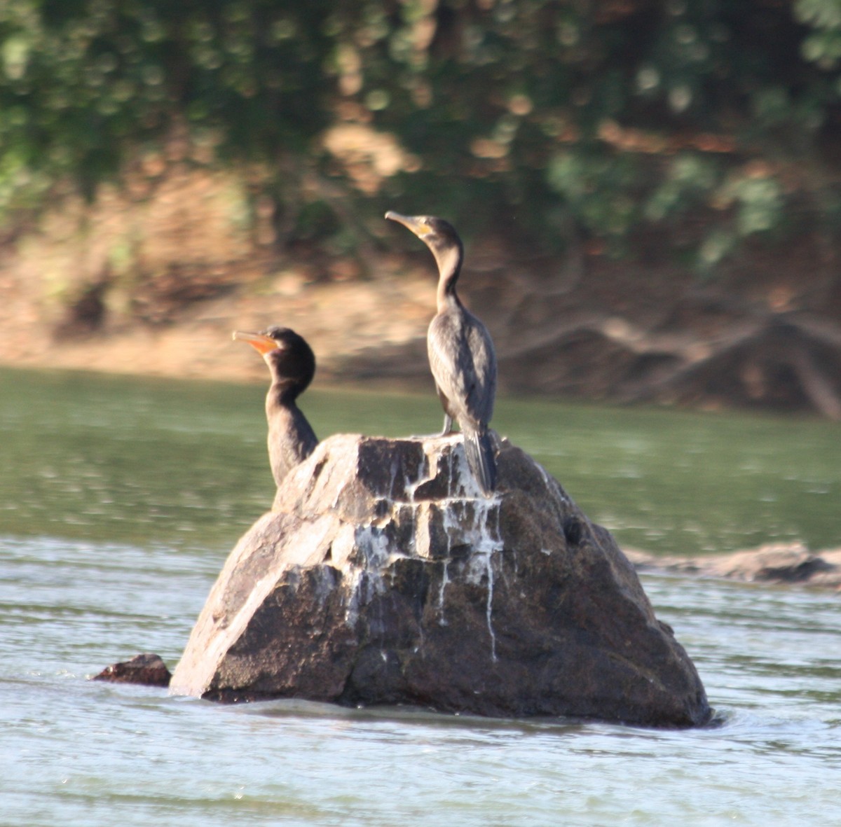 Neotropic Cormorant - ML140882631