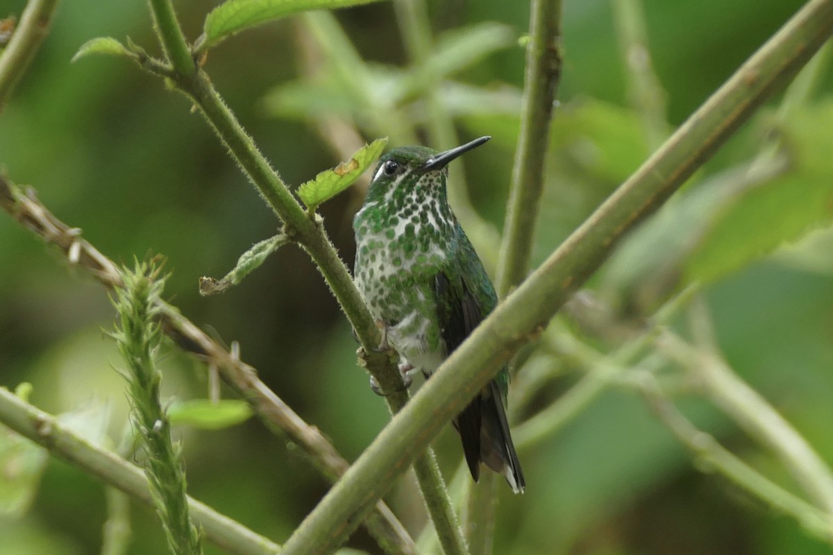 Purple-bibbed Whitetip - ML140882781