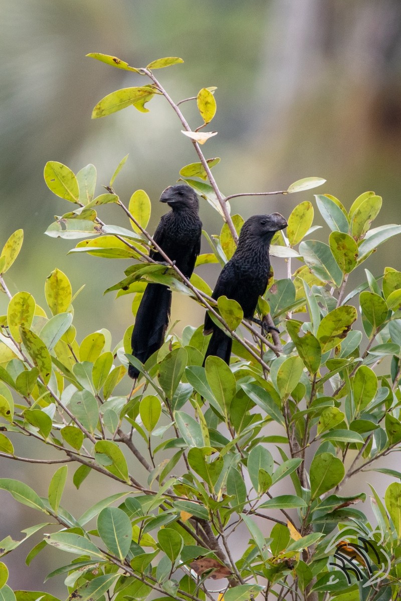 Smooth-billed Ani - ML140882841