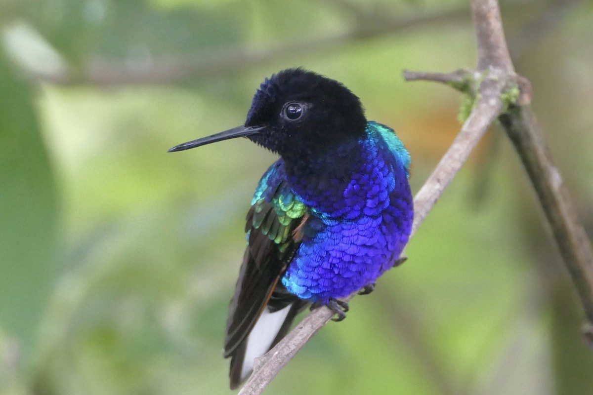 Velvet-purple Coronet - ML140882871