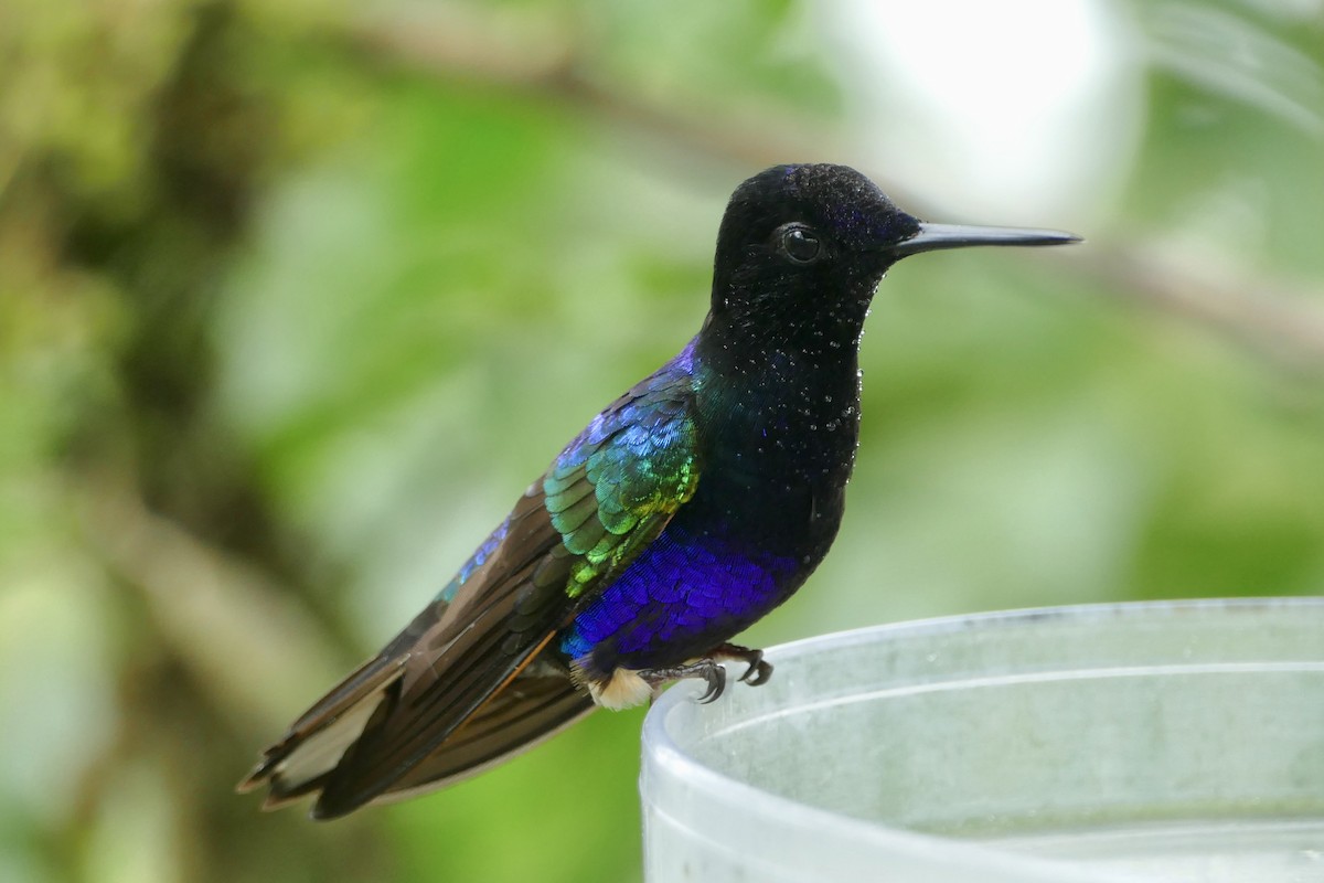 Velvet-purple Coronet - ML140882881